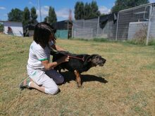 BIRILLO, Hund, Segugio Maremmano in Italien - Bild 3