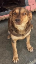 DINA, Hund, Mischlingshund in Rumänien - Bild 1