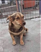 DINA, Hund, Mischlingshund in Rumänien - Bild 3