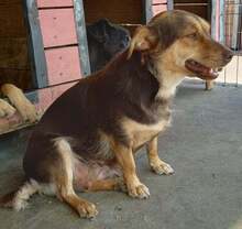 DINA, Hund, Mischlingshund in Rumänien - Bild 4