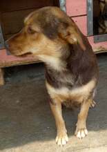 DINA, Hund, Mischlingshund in Rumänien - Bild 5