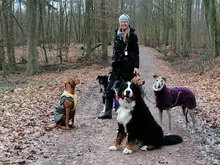 NUTS, Hund, Mischlingshund in Biesenthal - Bild 25