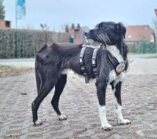 NUTS, Hund, Mischlingshund in Biesenthal - Bild 26