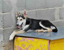 BETO, Hund, Mischlingshund in Bulgarien - Bild 10