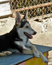 BETO, Hund, Mischlingshund in Bulgarien - Bild 12