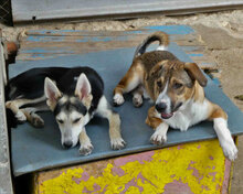 BETO, Hund, Mischlingshund in Bulgarien - Bild 14