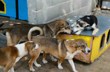 BETO, Hund, Mischlingshund in Bulgarien - Bild 16