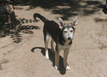 BETO, Hund, Mischlingshund in Bulgarien - Bild 2