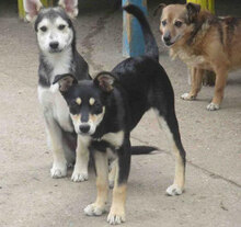 BETO, Hund, Mischlingshund in Bulgarien - Bild 3