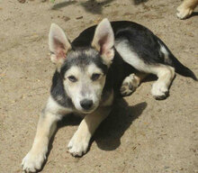 BETO, Hund, Mischlingshund in Bulgarien - Bild 5