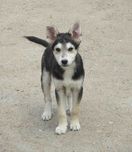 BETO, Hund, Mischlingshund in Bulgarien - Bild 9