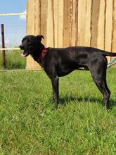 NICO, Hund, Podenco-Labrador-Mix in Salzwedel - Bild 2