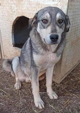 KRÜMEL, Hund, Mischlingshund in Griechenland - Bild 3