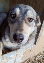 KRÜMEL, Hund, Mischlingshund in Griechenland - Bild 5