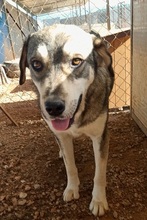 KRÜMEL, Hund, Mischlingshund in Griechenland - Bild 7