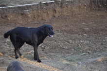 NERINA, Hund, Labrador-Mix in Italien - Bild 3