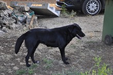 NERINA, Hund, Labrador-Mix in Italien - Bild 5