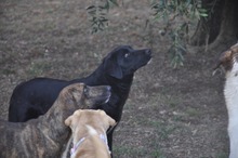 NERINA, Hund, Labrador-Mix in Italien - Bild 6