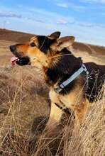 NOAH, Hund, Mischlingshund in Rumänien - Bild 3