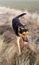NOAH, Hund, Mischlingshund in Rumänien - Bild 4