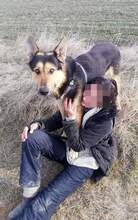 NOAH, Hund, Mischlingshund in Rumänien - Bild 5