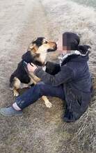 NOAH, Hund, Mischlingshund in Rumänien - Bild 6