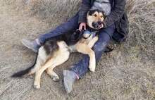 NOAH, Hund, Mischlingshund in Rumänien - Bild 7