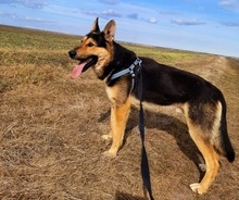 NOAH, Hund, Mischlingshund in Rumänien - Bild 8