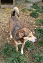 KIMBA, Hund, Mischlingshund in Rumänien - Bild 10