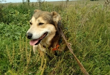 KIMBA, Hund, Mischlingshund in Rumänien - Bild 4