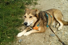 KIMBA, Hund, Mischlingshund in Rumänien - Bild 6
