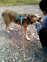 KIMBA, Hund, Mischlingshund in Rumänien - Bild 7