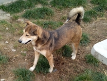 KIMBA, Hund, Mischlingshund in Rumänien - Bild 9