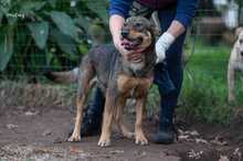 GIAPPONE, Hund, Mischlingshund in Italien - Bild 2