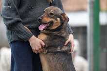 GIAPPONE, Hund, Mischlingshund in Italien - Bild 3