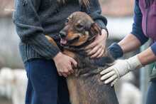 GIAPPONE, Hund, Mischlingshund in Italien - Bild 4