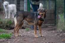 GIAPPONE, Hund, Mischlingshund in Italien - Bild 5
