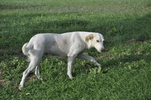 LIZZY, Hund, Irish Setter-Border Collie-Mix in Italien - Bild 6