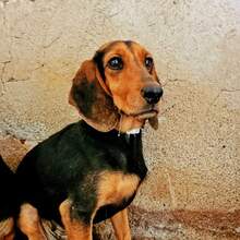 MIRA, Hund, Mischlingshund in Griechenland - Bild 2