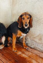 SHADOW, Hund, Mischlingshund in Griechenland - Bild 1