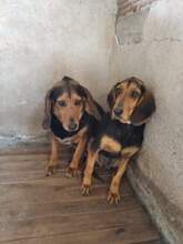 SHADOW, Hund, Mischlingshund in Griechenland - Bild 2