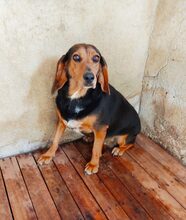 SHADOW, Hund, Mischlingshund in Griechenland - Bild 3