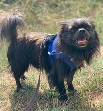 tierheim hunde suchen und finden
