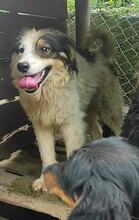 THEO, Hund, Mischlingshund in Bulgarien - Bild 1