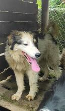 THEO, Hund, Mischlingshund in Bulgarien - Bild 2