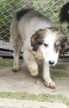 THEO, Hund, Mischlingshund in Bulgarien - Bild 3