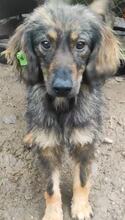 TANYA, Hund, Mischlingshund in Bulgarien - Bild 1