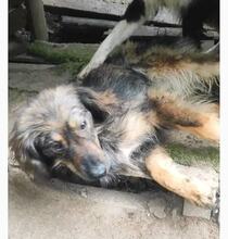 TANYA, Hund, Mischlingshund in Bulgarien - Bild 2