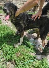 HAPPYII, Hund, Mischlingshund in Bulgarien - Bild 1