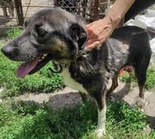 HAPPYII, Hund, Mischlingshund in Bulgarien - Bild 2